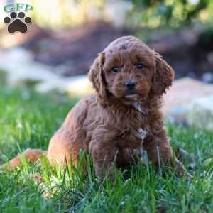 Paisley, Golden Cavadoodle Puppy