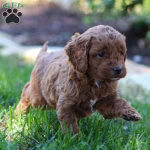 Paisley, Golden Cavadoodle Puppy