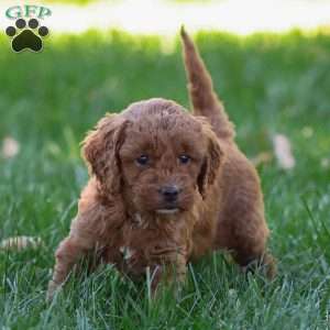 Paisley, Golden Cavadoodle Puppy