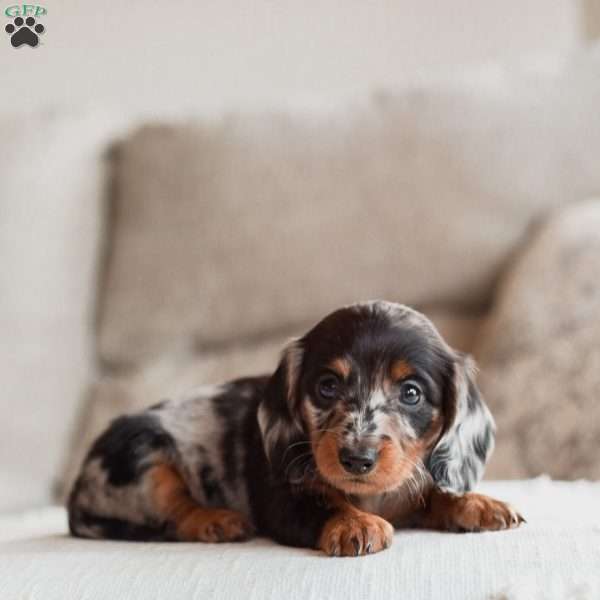 Paisley, Dachshund Puppy