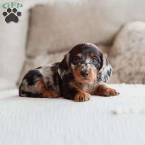 Paisley, Dachshund Puppy