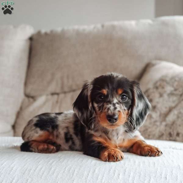 Paisley, Dachshund Puppy