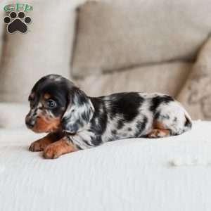 Paisley, Dachshund Puppy