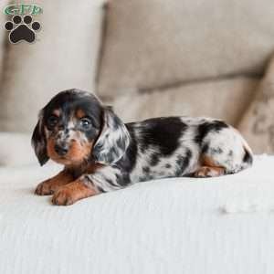 Paisley, Dachshund Puppy