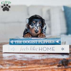 Paisley, Dachshund Puppy