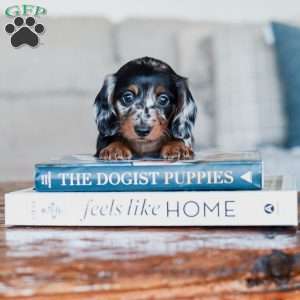 Paisley, Dachshund Puppy