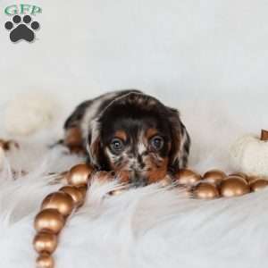 Paisley, Dachshund Puppy
