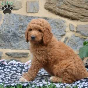 Pam, Goldendoodle Puppy