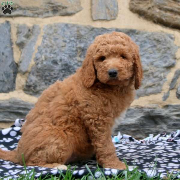 Pam, Goldendoodle Puppy