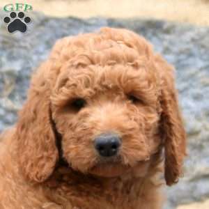 Pam, Goldendoodle Puppy