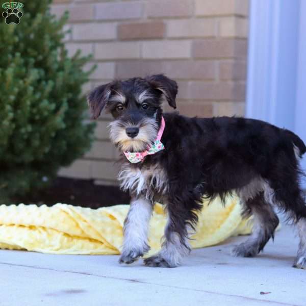 Pamela, Miniature Schnauzer Puppy