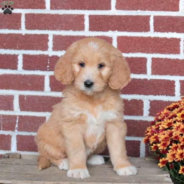 Pancake, Goldendoodle Puppy