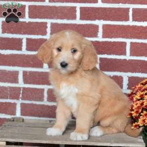 Pancake, Goldendoodle Puppy