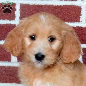 Pancake, Goldendoodle Puppy