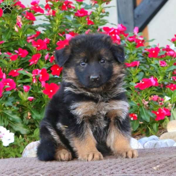 Pansy, German Shepherd Puppy