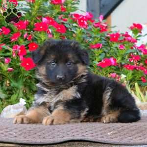 Pansy, German Shepherd Puppy