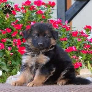 Pansy, German Shepherd Puppy