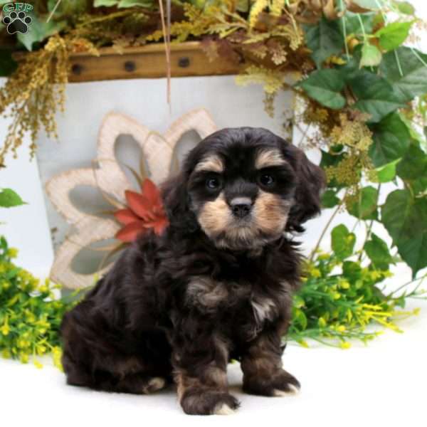 Panther, Cavalier King Charles Mix Puppy