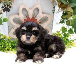 Panther, Cavalier King Charles Mix Puppy