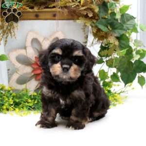 Panther, Cavalier King Charles Mix Puppy