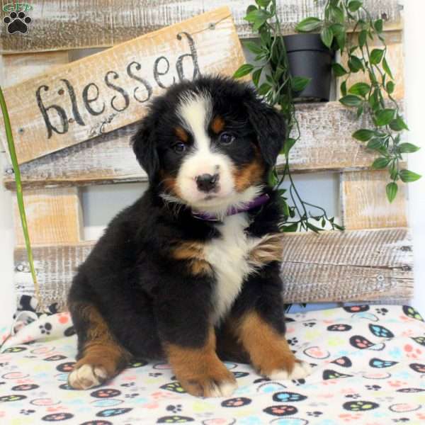 Parker, Bernese Mountain Dog Puppy