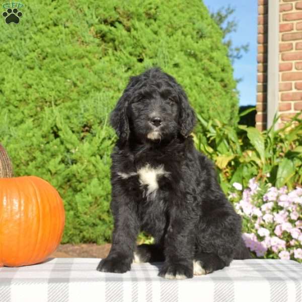 Parker, Bernedoodle Puppy