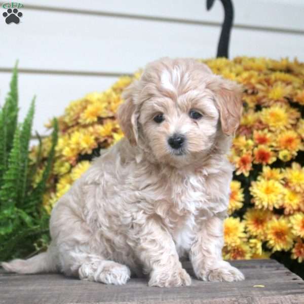 Parker, Maltipoo Puppy