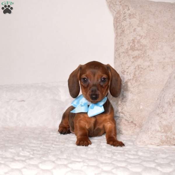 Parker – Mini, Dachshund Puppy