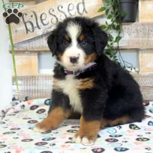 Parker, Bernese Mountain Dog Puppy