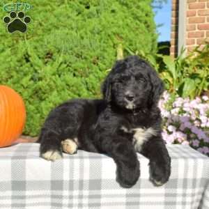 Parker, Bernedoodle Puppy