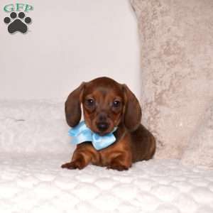 Parker – Mini, Dachshund Puppy