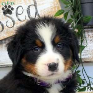 Parker, Bernese Mountain Dog Puppy