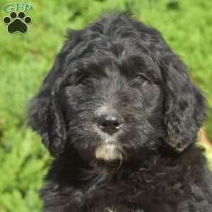 Parker, Bernedoodle Puppy