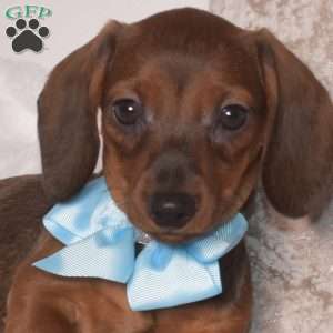 Parker – Mini, Dachshund Puppy