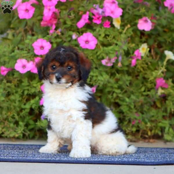 Parker, Cavapoo Puppy