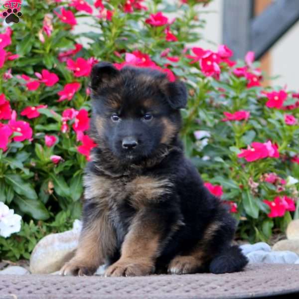 Parker, German Shepherd Puppy