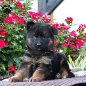 Parker, German Shepherd Puppy