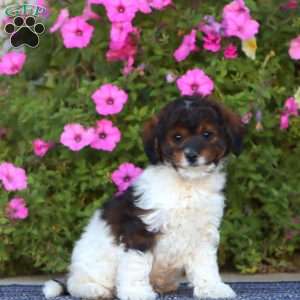 Parker, Cavapoo Puppy