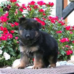 Parker, German Shepherd Puppy
