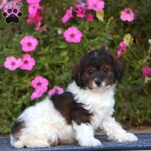 Parker, Cavapoo Puppy