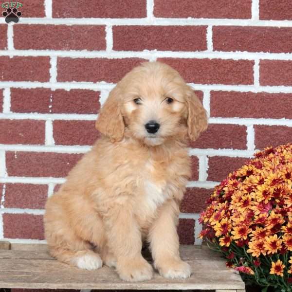 Party, Goldendoodle Puppy