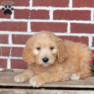 Party, Goldendoodle Puppy