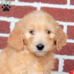 Party, Goldendoodle Puppy