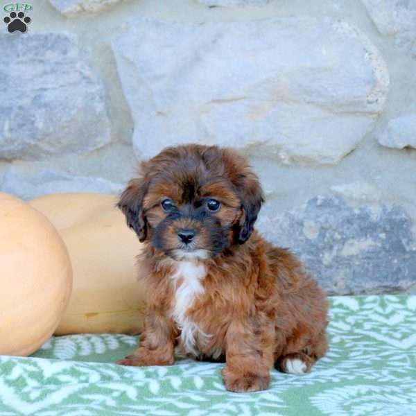 Party, Toy Poodle Mix Puppy