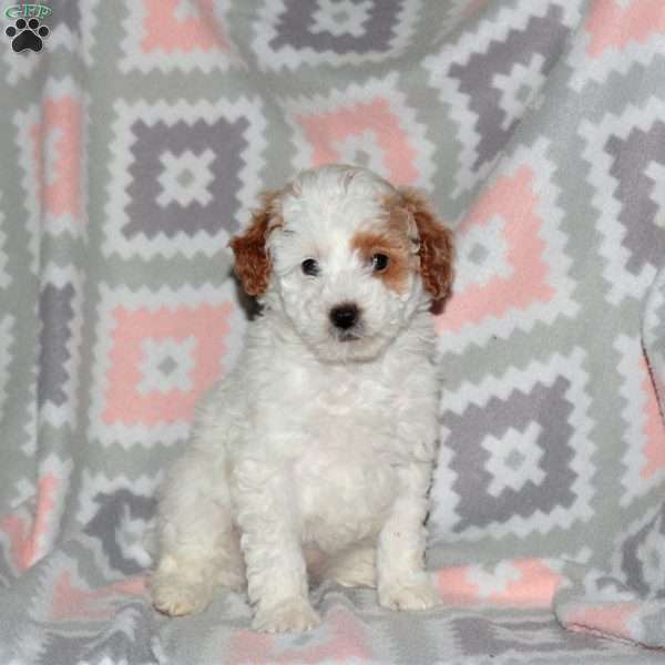 Patches, Miniature Poodle Puppy