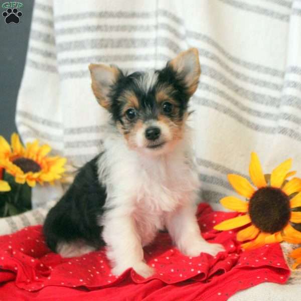 Patches, Yorkie Puppy