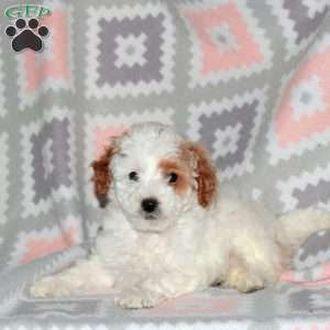 Patches, Miniature Poodle Puppy