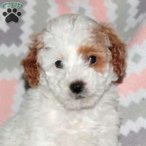 Patches, Miniature Poodle Puppy