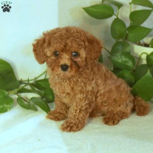 Patches, Cavapoo Puppy