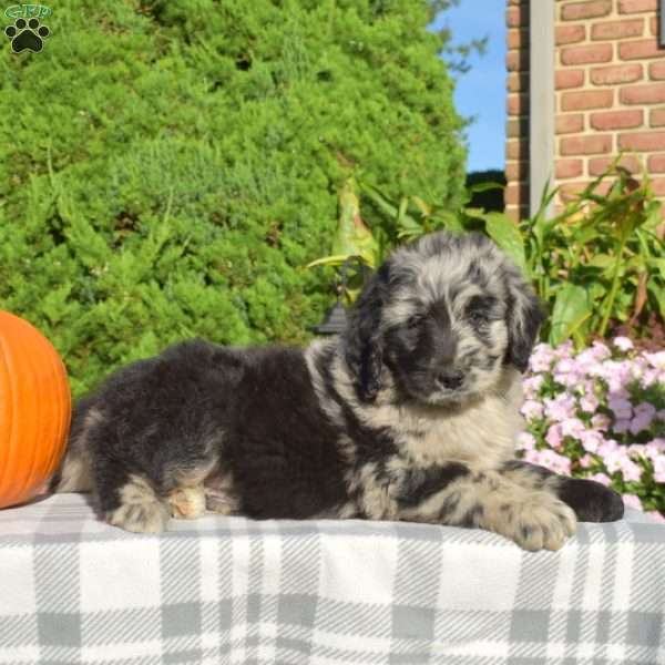 Patches, Bernedoodle Puppy